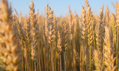韭菜蛋汤营养价值高吗-韭菜鸡蛋汤的食用方法、韭菜鸡蛋汤家常配方 -韭菜蛋汤营养网