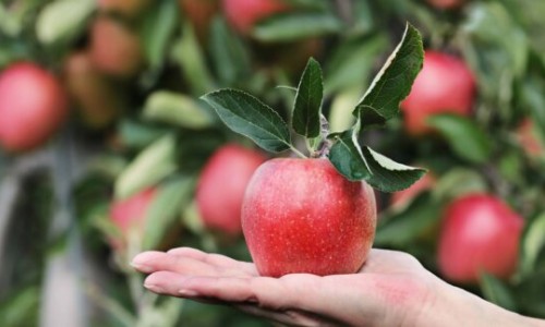 韭菜蛋汤做法-韭菜鸡蛋汤的食用方法、韭菜鸡蛋汤家常配方 -韭菜蛋汤营养网